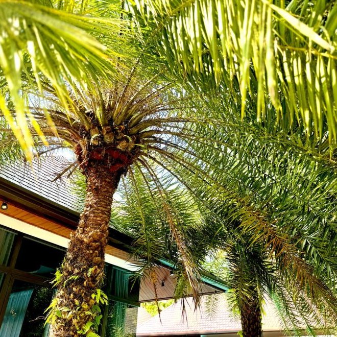 วิลล่า 7 ไม้ขาว-7 ห้องนอน,แปลงของ 1150 เมตร2,ฟรีโฮลด์ (ID 99)