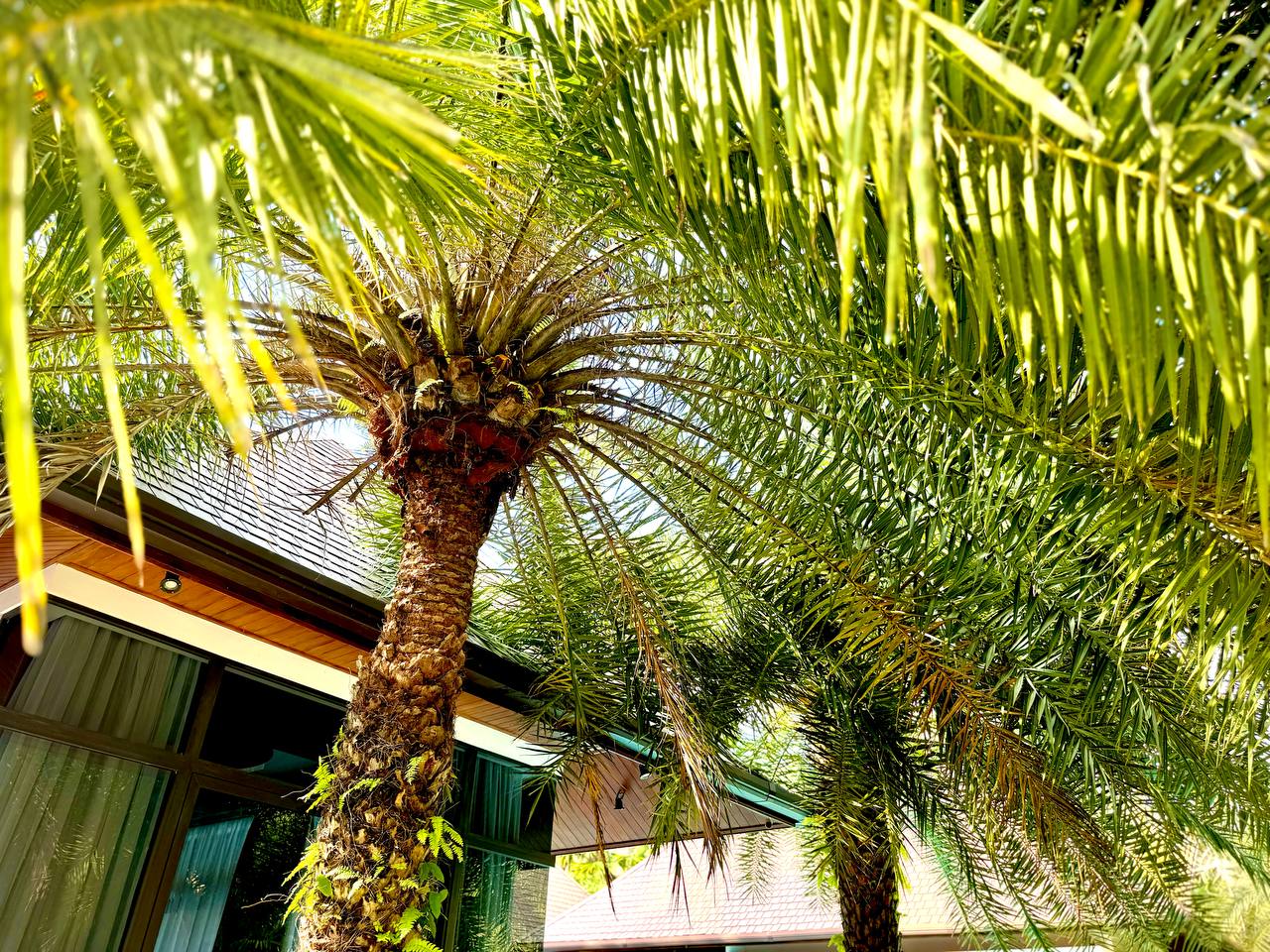 วิลล่า 7 ไม้ขาว-7 ห้องนอน,แปลงของ 1150 เมตร2,ฟรีโฮลด์ (ID 99)