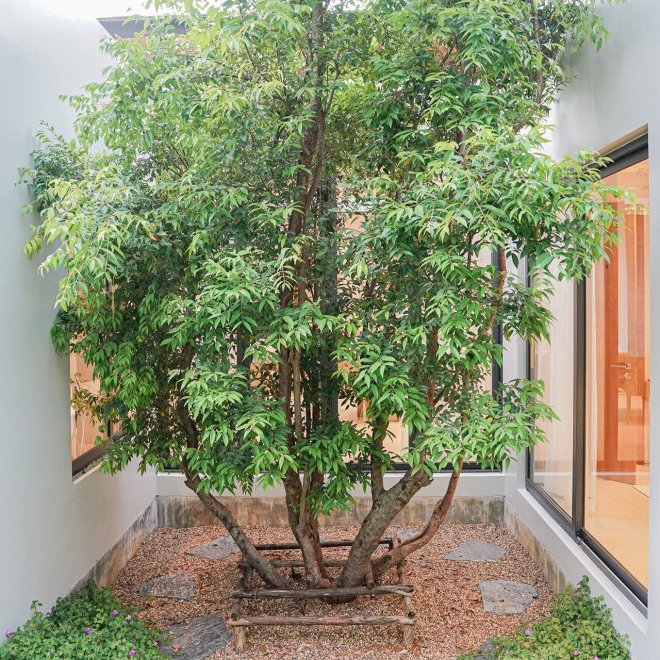 โบทานิก้าฟอเรสต้า (ID 633)