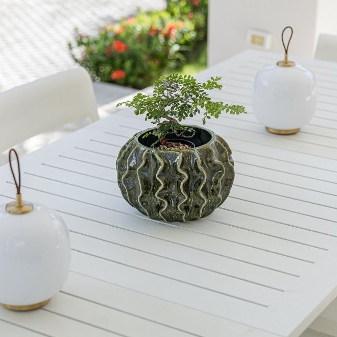 Trichada Tropical (ID 686)