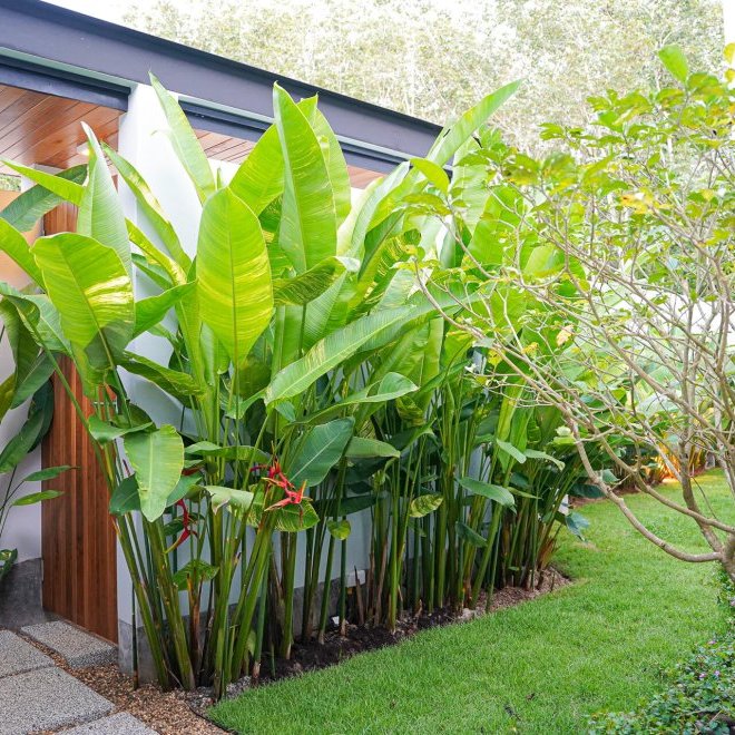 โบทานิก้าฟอเรสต้า (ID 633)