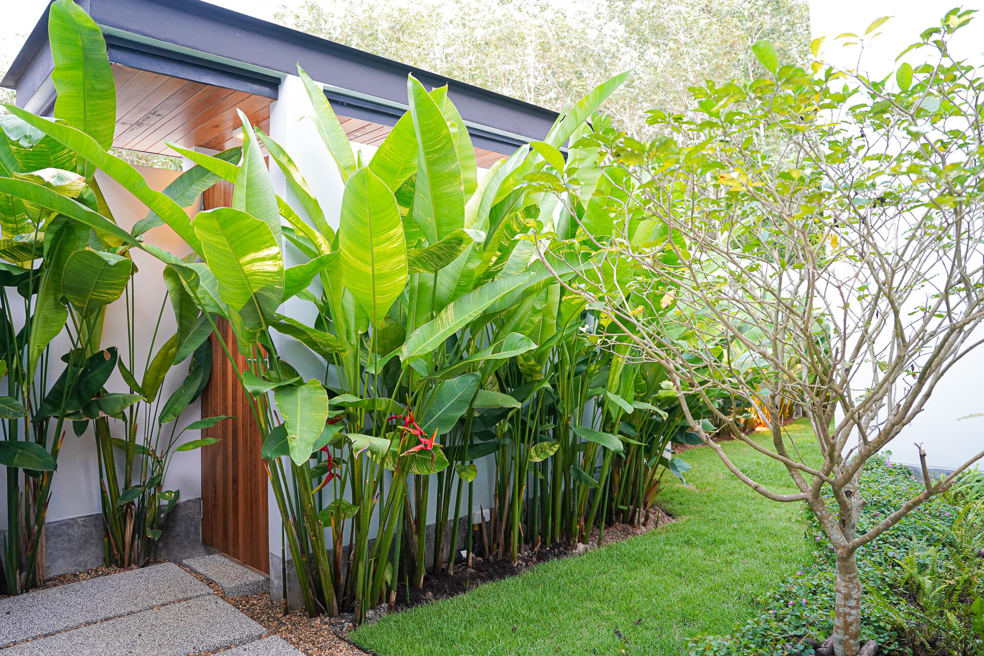 โบทานิก้าฟอเรสต้า (ID 633)